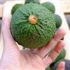 Generico Vivaio Garden Forest Pianta di Avocado Orotava | Simile Hass, Albero da Frutto Tropicale, Polpa Cremosa