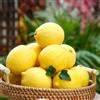 Generic limoni - raro ornamentale giardino esterni 250semi