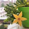 Generic Stapelia interno 90semi