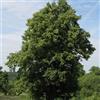 le Georgiche Vivai le Georgiche - Pianta vera di Tilia cordata - altezza alla vendita 80-100 cm