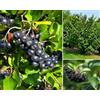 SaatPilot | Aronia melanocarpa | 1.000 semi | Aronia nera | Aronia a frutto nero | Arbusto rustico