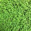 Generic 6x Mentha requienii - Vaso 9x9 cm - menta corsa copertura del suolo profumata