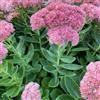 Generic sedum resistente alla siccità al calore giardino roccioso in vaso 200semi