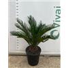 Vivai Decandia Giovanni PIANTA DI CYCAS CICAS REVOLUTA VASO 23 CM