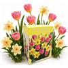 Nojaus Sėklos Nojus - City Bloom - Sweet Pastel Bulbi di tulipano e narciso 15 | Miscela di tulipani, tulipani primaverili, giardino primaverile, confezione di bulbi da fiore, set di 15 bulbi