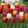 VIRIDIMANIA Bulbi da Fiore BIOLOGICI | 100% Naturale dai migliori produttori Olandesi | Salezione e qualità | Fioritura garantita. (10 Bulbi di TULIPANI TRIONFO IN MISCUGLIO BIO)