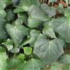 le Georgiche Vivai le Georgiche - Pianta vera di Hedera algeriensis H. canariensis 'Algeriensis', H. helix 'Algeriens' Edera algerina - vaso Ø 18 cm