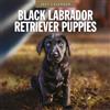 Red Robin Publishing Red Robin - Calendario da parete 2027 con labrador retriever nero, 30,5 x | Calendario da 12 mesi, carta spessa e robusta di alta qualità, note a righe e area per le cose da fare, immagini vivaci