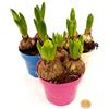 POWERS TO FLOWERS - SET 3 BULBI GIACINTO, 3 BULBI PER OGNI VASO, VASO 12CM, piante vere