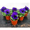 POWERS TO FLOWERS - VIOLE DEL PENSIERO, VIOLA PANSE', VIOLA A FIORE GRANDE BLU CON OCCHIO, VASO 10,5 CM DIAMETRO, SET 6 PIANTE, piante vere