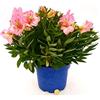 POWERS TO FLOWERS - ALSTROEMERIA ROSA XXL, VASO 19CM, pianta vera