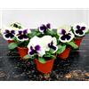 POWERS TO FLOWERS - VIOLE DEL PENSIERO, VIOLA PANSE', VIOLA A FIORE GRANDE BIANCO CON OCCHIO, VASO 10,5 CM DIAMETRO, SET 6 PIANTE, piante vere
