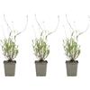 Bloomique - Set di 3 - Lavandula Angustifolia 'Dwarf Blue' - Lavanda - Ricca fioritura - Attrae api e farfalle - Resistente al freddo invernale - Perenne - Altezza 10-20 cm - Vaso da 9 cm