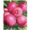 Generico Pianta di Mirtillo Rosa Vaccinium Corymbosum 'Pink Lemonade' in vaso Ø 18 cm h. 70/80 cm
