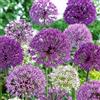 VIRIDIMANIA Bulbi da Fiore Autunnali Olandesi | Selezione di Bulbose a Fioritura Primaverile | Ottima Qualità e Fioritura Garantita (40 Bulbi di ALLIUM IN MISCUGLIO)