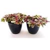 POWERS TO FLOWERS - AJUGA REPTANS ROSA, 2PIANTE vaso 12cm, piante vere
