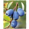 Generico Pianta di Mirtillo Siberiano LONICERA KAMTSCHATICA 'BLUE VELVET' in vaso Ø 17 cm h. 50/60 cm