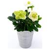 POWERS TO FLOWERS - HELLEBORUS Elleboro, Rosa di Natale, IN VASO CERAMICA ARGENTO, Pianta vera
