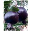 Generico Pianta di Melograno Nero a frutto dolce in vaso Ø 18 cm - H. 120/150 cm