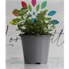 Generico Stevia Rebaudiana su Vaso cm 14 in Confezione da 2 Piante