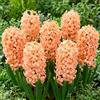 DUTCH BULBS EXCLUSIVE PLANTS FROM HOLLAN Bulbi Fiori Perenni da Esterno - 15 Bulbi Giacinto Gipsy Queen
