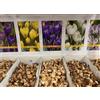 Generico Crocus Bulbi da Fiore, Confezione da 100, Colori Misti Assortiti, Fiori Primaverili da Giardino per Piantumazione
