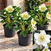 POWERS TO FLOWERS - HELLEBORUS Elleboro, Rosa di Natale, 3 PIANTE, Piante Vere