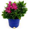 POWERS TO FLOWERS - ALSTROEMERIA VIOLA XXL, VASO 19CM, pianta vera