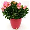 POWERS TO FLOWERS - ALSTROEMERIA ROSA XXL IN VASO CERAMICA ROSA ANTICO A RIGHE, VASO 21CM, pianta vera