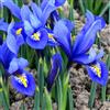 VIRIDIMANIA Bulbi di Iris | Esclusiva selezione dai migliori produttori Olandesi | Controllo Qualità | Fioritura garantita. (15 Bulbi di Iris reticulata HARMONY)