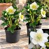 POWERS TO FLOWERS - HELLEBORUS Elleboro, Rosa di Natale, 2 PIANTE, Piante Vere