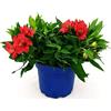 POWERS TO FLOWERS - ALSTROEMERIA ROSSA XXL, VASO 19CM, pianta vera