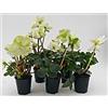 POWERS TO FLOWERS - HELLEBORUS BIANCO SET 5 PEZZI, VASO 9CM, Elleboro, Piante giovani, Piante Vere
