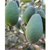Generico Pianta di Feijoa 'Mammoth' a Frutto Gigante in vaso Ø 19 cm h. 100 cm