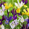 Floriana-Bulbose Bulbi da Fiore (10 X Iris hollandica MIX)