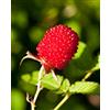 Generico Pianta di Lampone Fragola 'Rubus Illecebrosus' - vaso Ø 14 cm - H. 25/30 cm Tappezzante