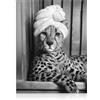 Dazzlewall Arte con Leopardo Divertente, Stampa Leopardo nella Vasca da Bagno Poster Decor per Pareti Animale in Bianco e Nero Umoristico per Bagno, 30x40 cm Senza Cornice