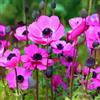 VIRIDIMANIA Bulbi da Fiore Autunnali Olandesi | Selezione di Bulbose a Fioritura Primaverile | Ottima Qualità e Fioritura Garantita (10 Bulbi di ANEMONE SYLPHIDE)