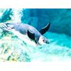 Smartbox Acquario di Genova: 2 biglietti giornalieri adulti e 2 biglietti bambini con pranzo