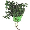 Gardenstuff 1 PIANTA DI MENTA ROSSA GLACIALE IN VASO 14CM ORTOMIO