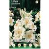 L'ORTOLANO Holland Park bulbi da fiore di molte varietà e colori in sacchetto blister con foto (LILIUM MADONNA CANDIDUM - GIGLIO DI S.ANTONIO 1 bulbo)