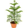 Bloomique - Araucaria Heterophylla - Pino da Appartamento - Pianta da Interno - Purifica l'Aria - Adatta agli Animali - Alta 40-50 cm - Vaso 15 cm