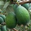 Vivai VALTELLINA PIANTA FEIJOA APOLLO, VIVAI VALTELLINA PIANTA 2 ANNI AUTOFERTILE FRUTTO GROSSO