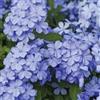 Vivaio di Castelletto Plumbago capensis Piombaggine Rampicante 3 piante da siepe in vaso ø8 cm | Vivaio di Castelletto