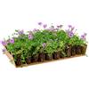Generico Prato di Verbena hybrida (x 3 mq di superficie, 30 piantine)