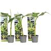 Plant in a Box - Musa Basjoo - Set di 3 - Piante di banane resistenti - Vaso 9cm - Altezza 20-25cm
