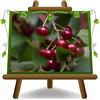 EURO PLANTS VIVAI Ciliegio Dolce Durone Nero II di Vignola Pianta da Frutto Età 4 Anni | Frutto antico, fioritura spettacolarmente unica - Vaso 24-26 cm Altezza 180-200 cm