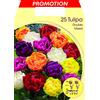 Generic TULIPANO DOUBLE MIX DI COLORI CONFEZIONE DA 25 BULBI AUTUNNALI BULBS BULBES