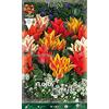 Generic TULIPANO MULTIFIORI MIX DI COLORI CONFEZIONE DA 10 BULBI AUTUNNALI BULBS BULBES