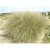 PERAGA GARDEN 1 PIANTA DI MISCANTHUS SINENSINS MORNING LIGHT VASO 17CM Graminacea